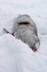 Dead_seal_in_the_snow