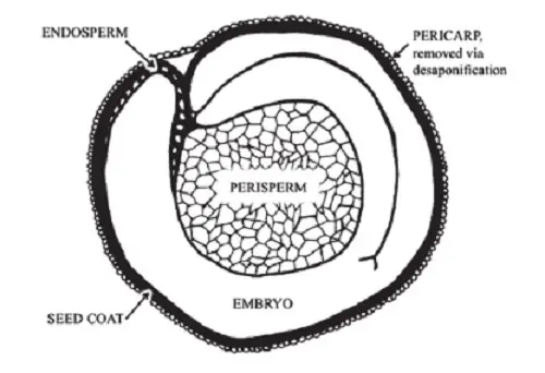 Difference between Perisperm and Endosperm