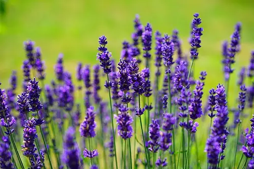 Everything You Need to Know about Lavender Fascinating Facts