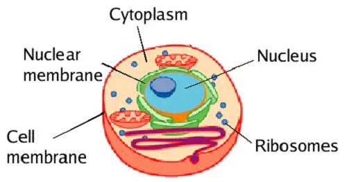 Difference between Cytoplasm and Nucleoplasm