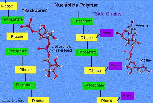 Difference between Nucleotides and Nucleosides