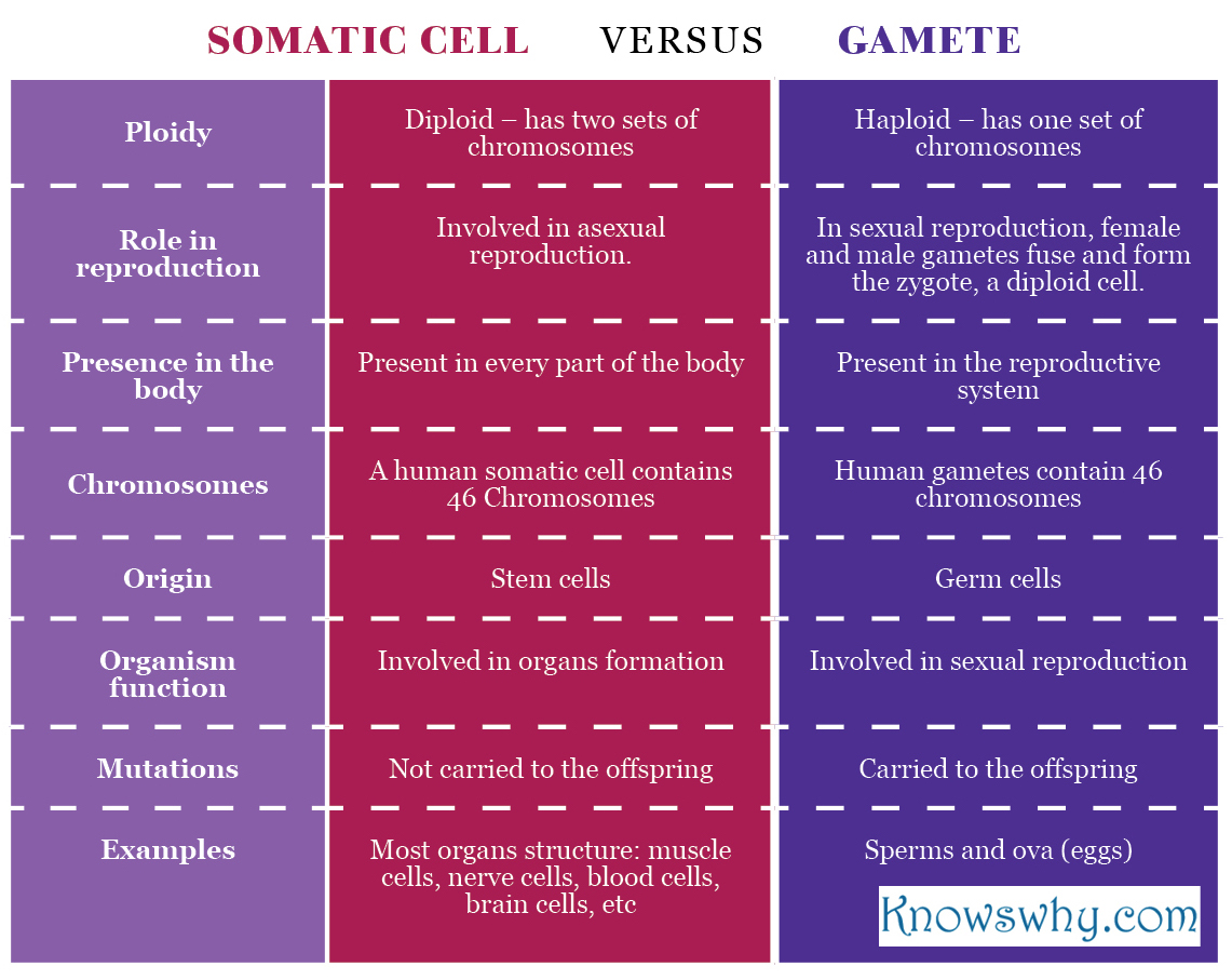 Somatic cell VERSUS Gamete