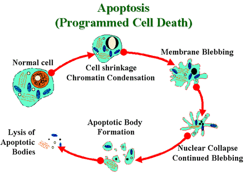 Difference Between Anoikis and Apoptosis-1