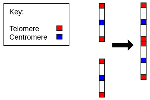 Difference Between Centromere and Telomere