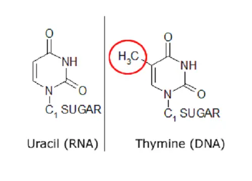 Difference between Uracil and Thymine