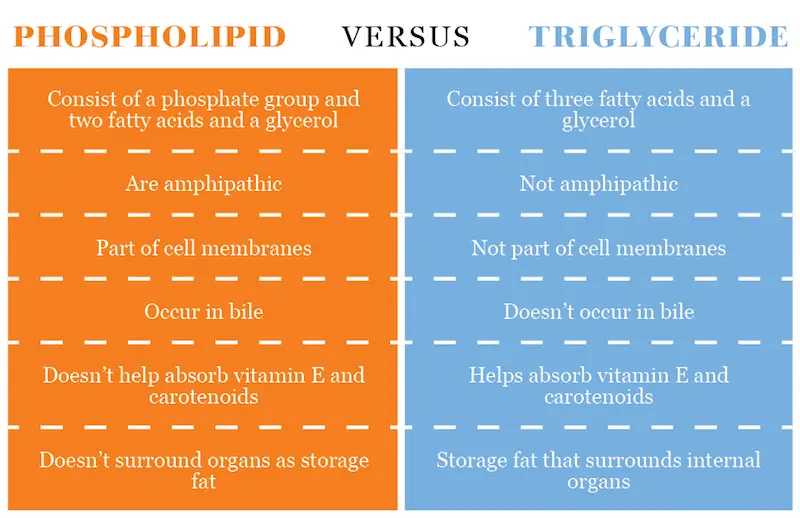 Difference Between Phospholipid And Triglyceride Knowswhy Com