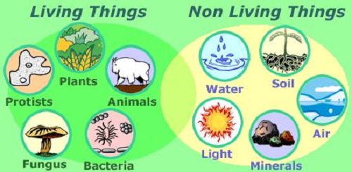 Non Living Things Chart