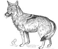 Why do Coyotes howl?