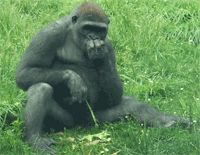 Why are Gorillas endangered?