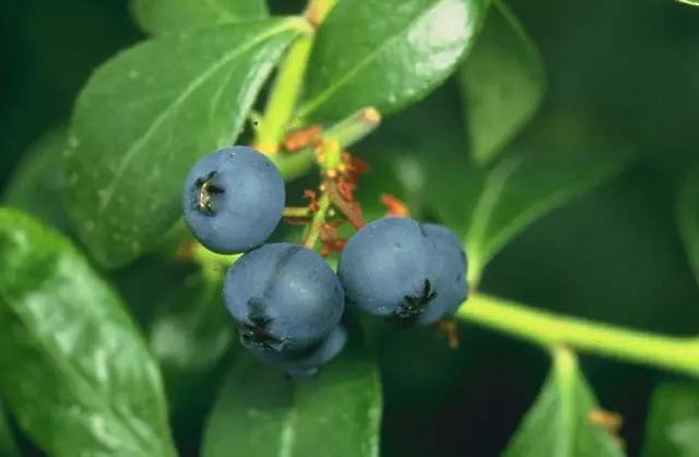 Why are Blueberries good for You?