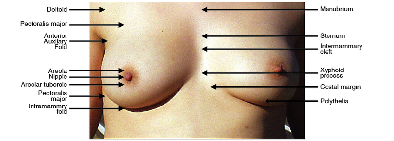 Why Do Men Find Breasts Attractive?