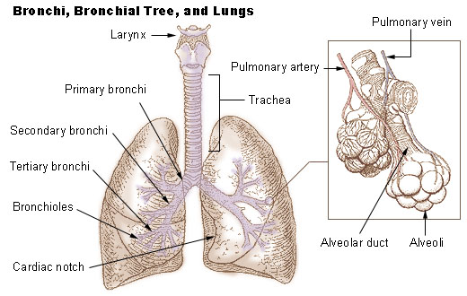 Why Do Lungs Feel Spongy?