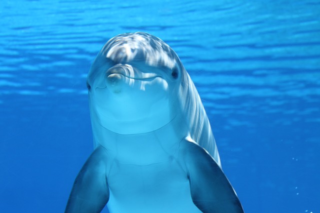 Why Do Japanese Kill Dolphins?