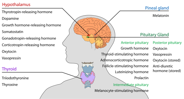 Why Are Hormones Important?
