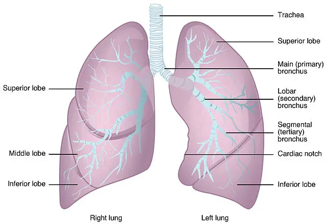 Why do lungs collapse?