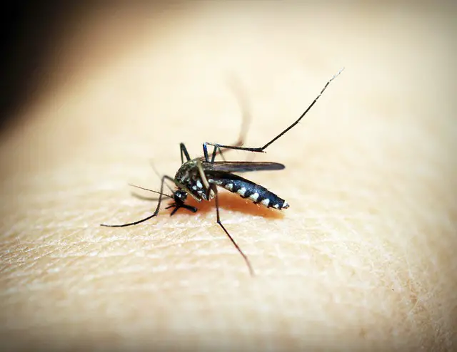 Why do Mosquito bites itch?