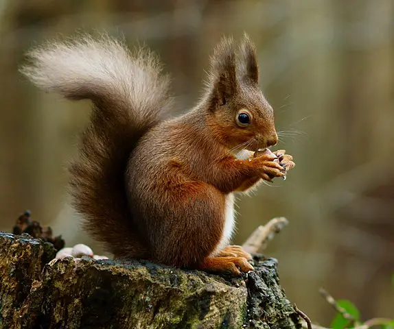 Why do squirrels shake their tails?