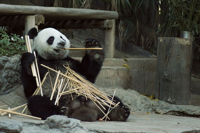 Why Do Pandas Live In China?