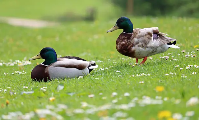 Why do ducks wag their tails?