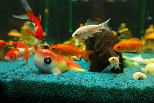 Why Do Aquarium Fish Die?