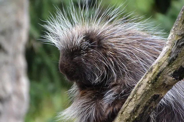 Why Do Porcupines Have Quills?