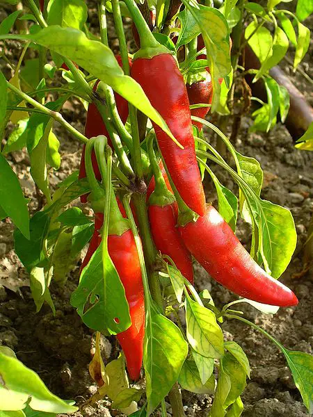 Why is cayenne pepper good for you?