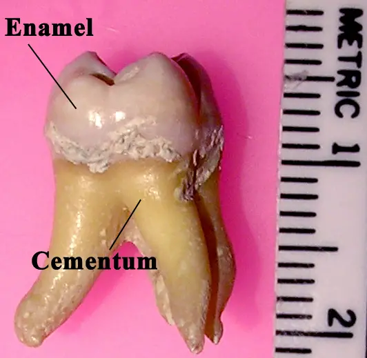 Why is enamel the hardest part of the body?