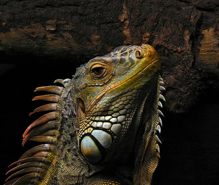 Why do iguanas have a third eye?