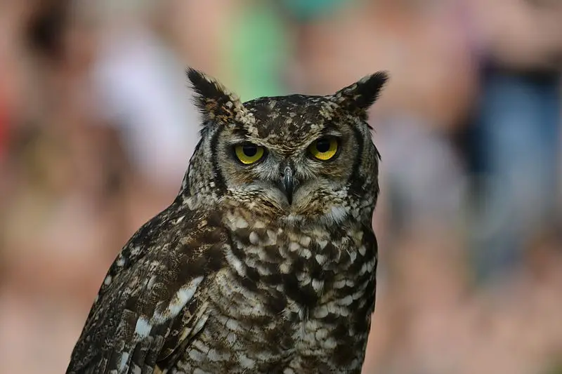 Why do owls hunt at night?