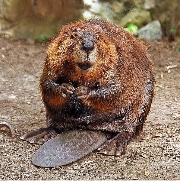 Why do beavers have orange teeth?