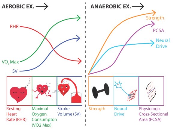 Aerobic_Anaerobic_Exercise_Adaptations