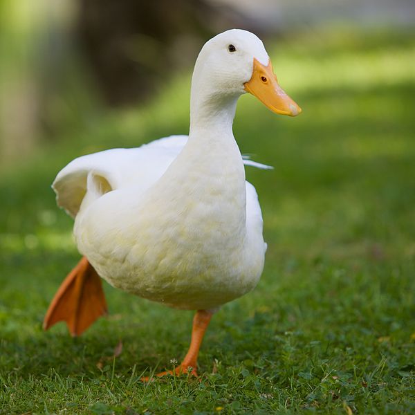3 Reasons why you Shouldn't Feed Bread to Ducks
