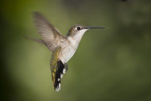 800px-hummingbird_texas