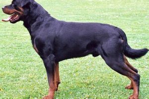 German and American Rottweilers