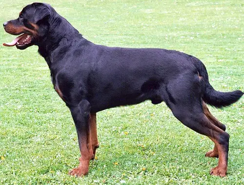 German and American Rottweilers