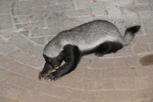 Difference Between Badger and Honey Badger-1