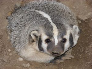 Difference Between Badger and Honey Badger
