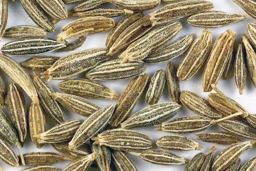 Difference between cumin and fennel