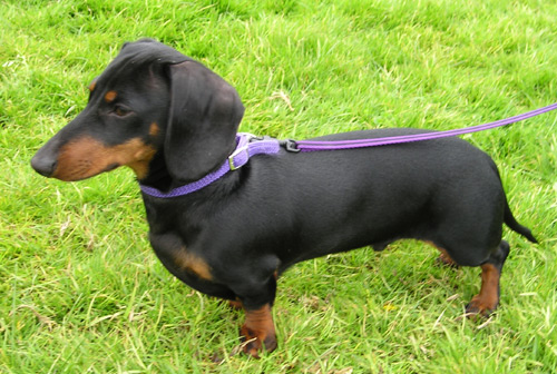 Differences between Standard Dachshunds and Miniatures-1