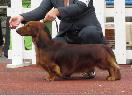 Differences between Standard Dachshunds and Miniatures