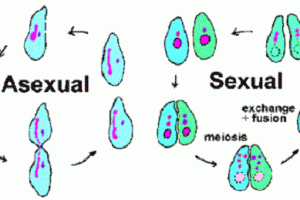 Similarities between sexual and asexual reproduction