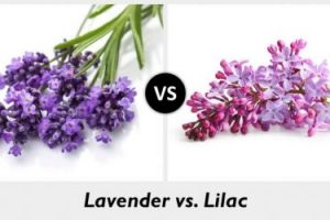THE DIFFERENCE BETWEEN LAVENDER AND LILAC