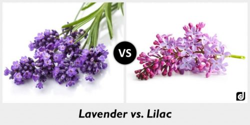 The Difference Between Lavender And Lilac