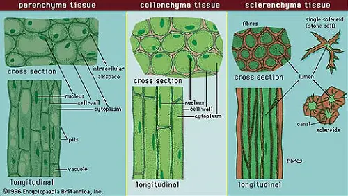 Difference Between Parenchyma, Collenchyma, and Sclerenchyma