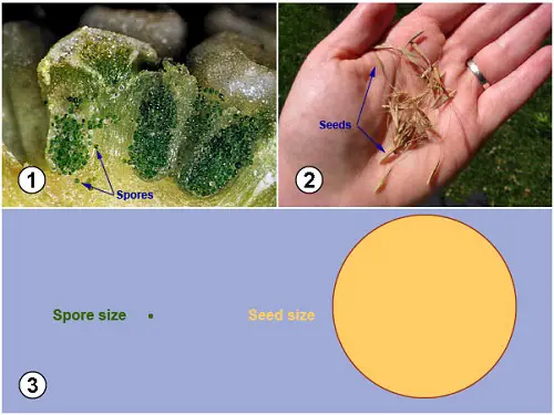 Difference Between Spores and Seeds