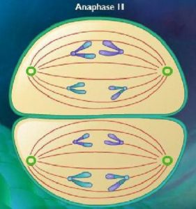 Difference between Anaphase 1 and 2-1