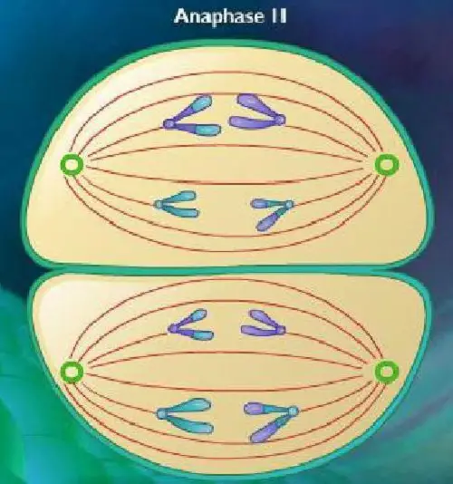 Difference between Anaphase 1 and 2-1