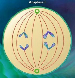 Difference between Anaphase 1 and 2