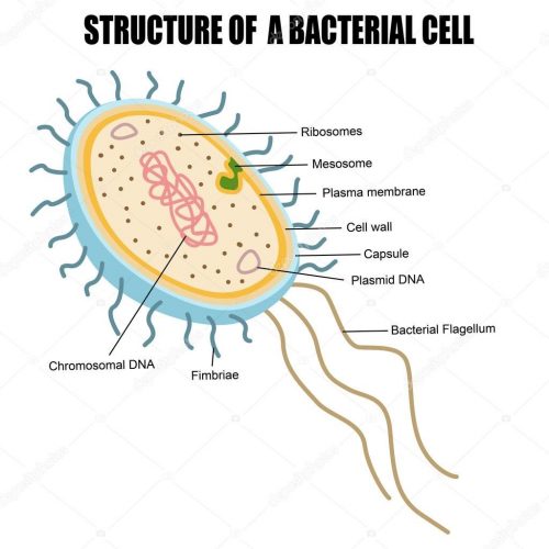 Difference between Archaebacteria and Eubacteria-1
