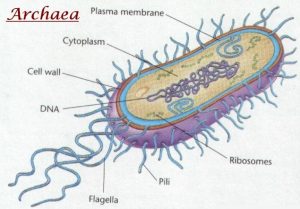 Difference between Archaebacteria and Eubacteria